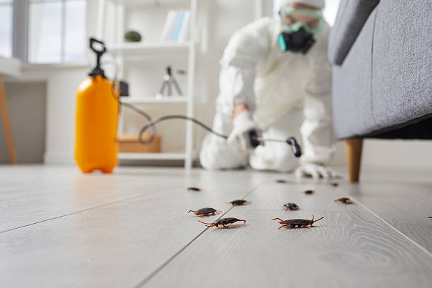 Commercial Rodent Management in Pine Level